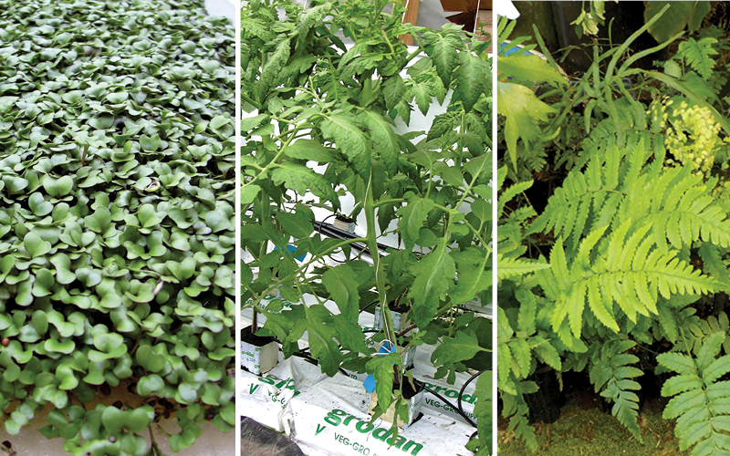 defici&ecirc;ncia nutricional