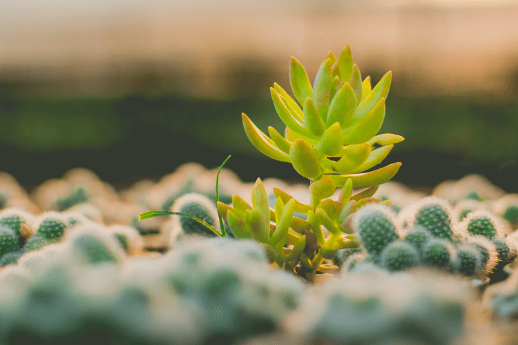 Suculenta verde com folhas carnudas entre pequenos cactos em substrato arenoso