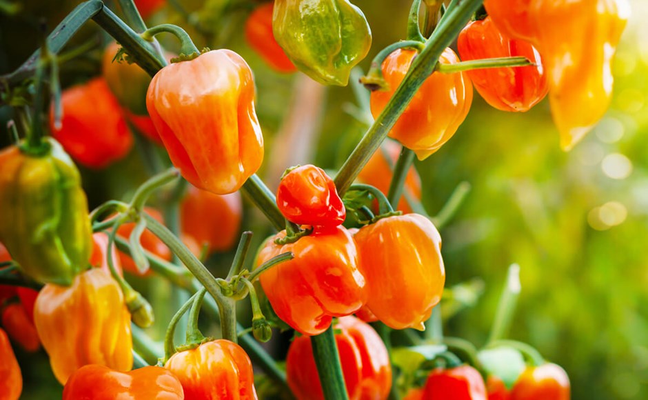 Frutos de pimenta habanero laranja e verde numa planta ao ar livre
