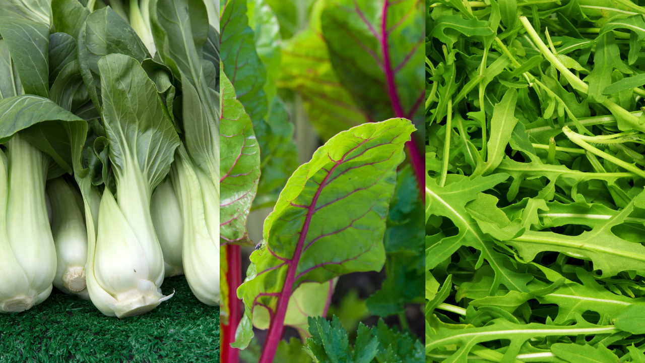 Legumes frescos variados em três divisões com acelga, beterraba e rúcula