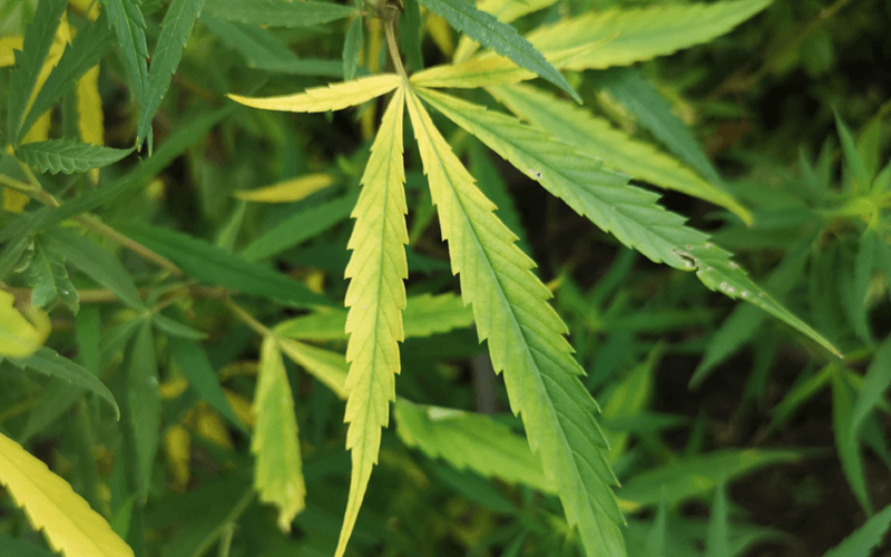 defici&ecirc;ncia de nitrog&eacute;nio