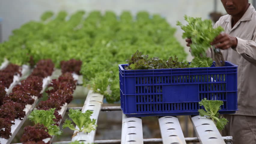 Pessoa recolhendo alfaces em caixas azul dentro de estufa com sistema hidroponico