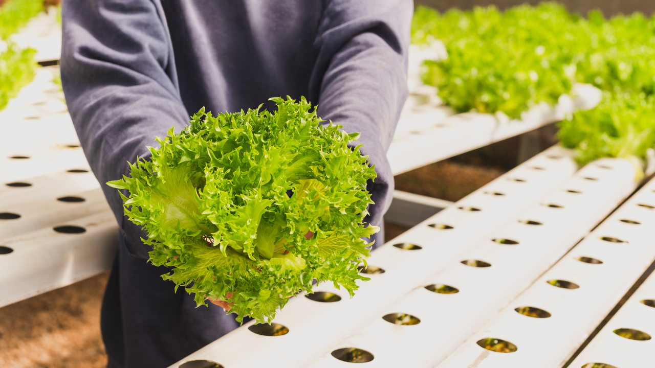 Pessoa segurando alface verde fresca em sistema hidropónico branco com várias plantas cultivadas