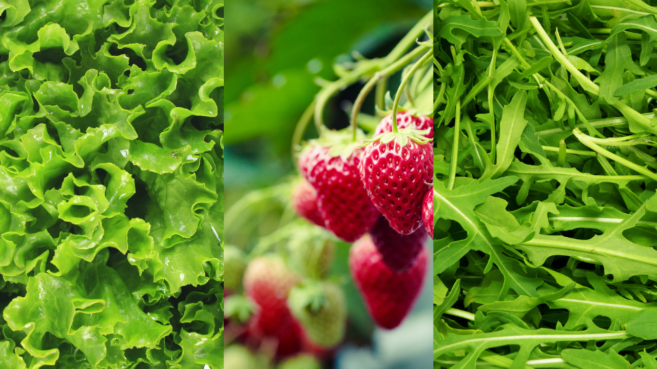 Alface verde, morangos vermelhos maduros e rúcula verde em painéis verticais lado a lado.