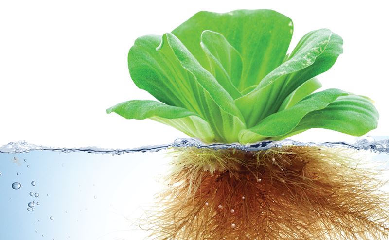 Alface verde com raízes na água e fundo branco