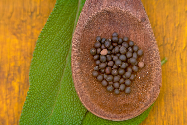 couve flor hidroponia