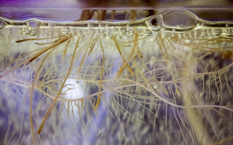 oxigenar ra&iacute;zes plantas