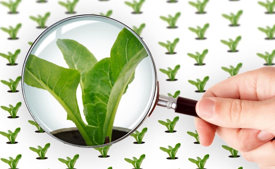 Lupa ampliando planta verde numa plantação em fundo branco