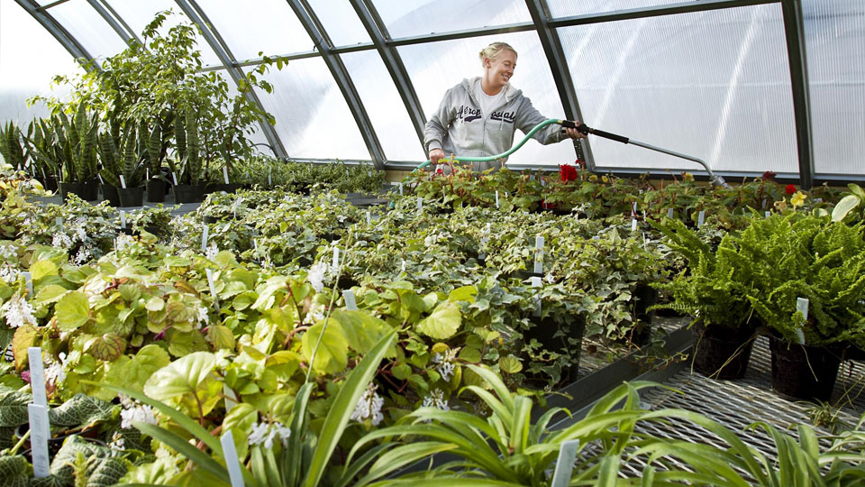 Controlo Biol&oacute;gico - Bioponia