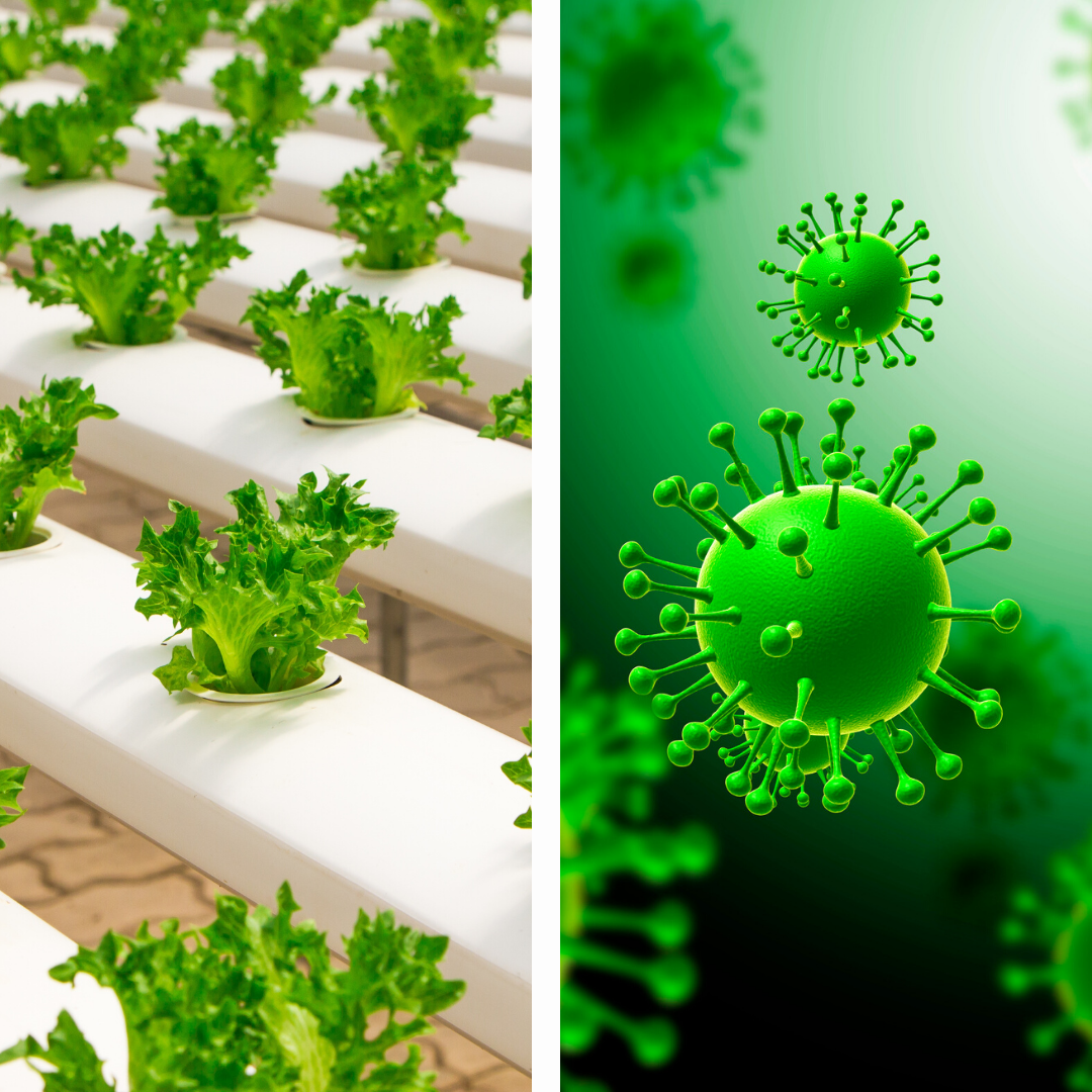 Cultivo hidropônico de alface e ilustração digital de vírus verdes