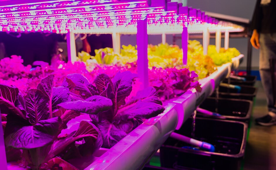 Cultivo hidropónico interno com plantas sob luzes LED rosa