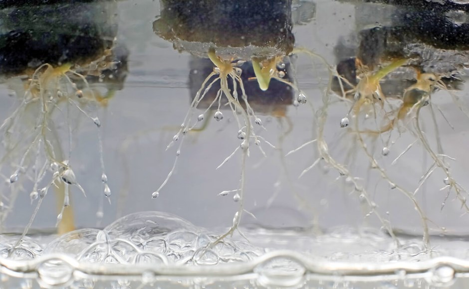 Plantas aquáticas com raízes finas suspensas em água transparente com bolhas