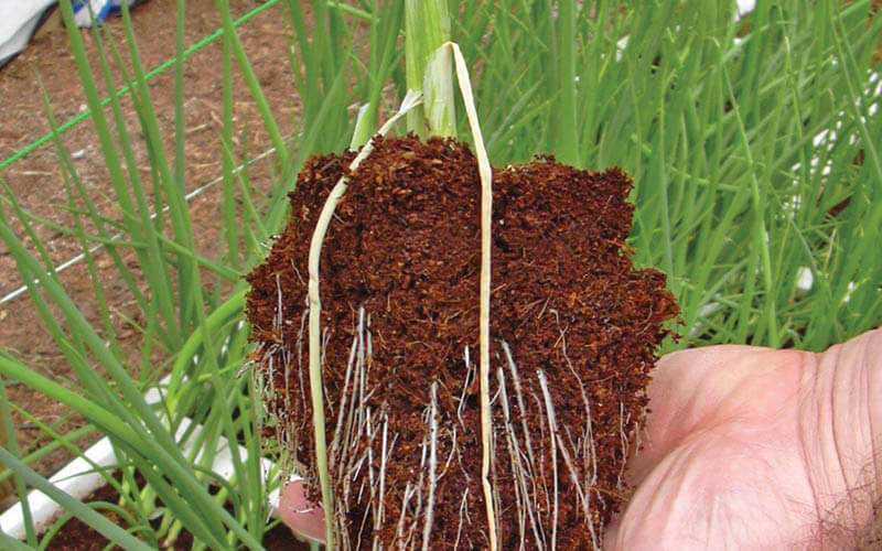 humidade nas ra&iacute;zes das plantas