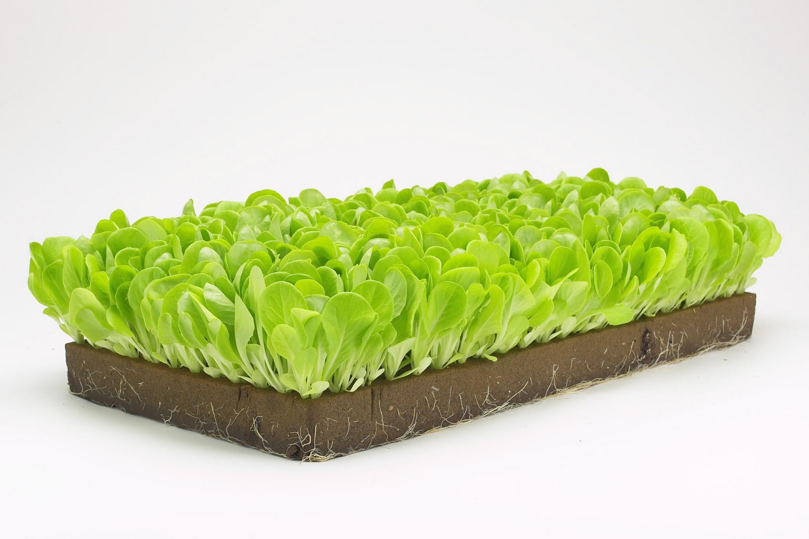 Bandeja de microverdes verdes com base castanha escura sobre fundo branco