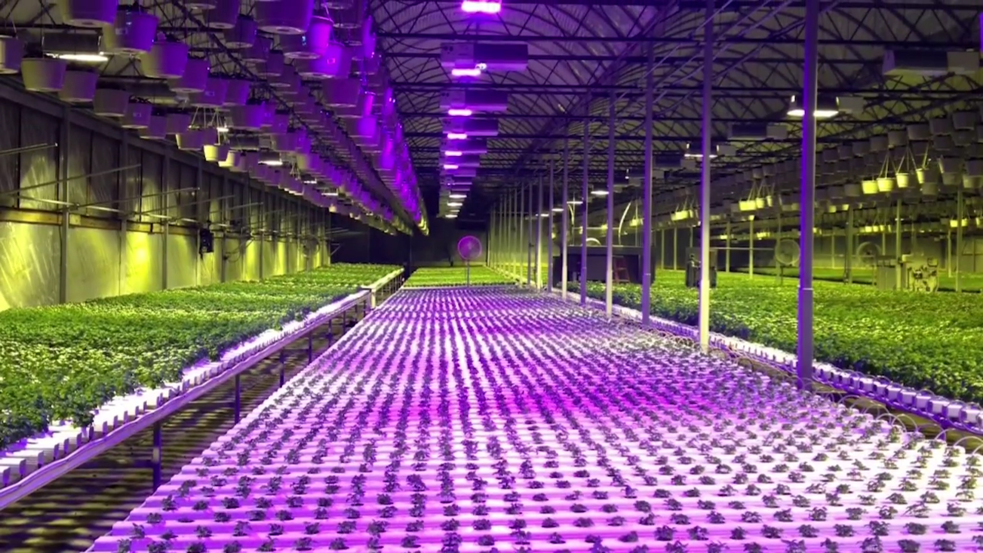 Estufa hidropônica com linhas de plantas verdes sob luzes LED roxas e brancas