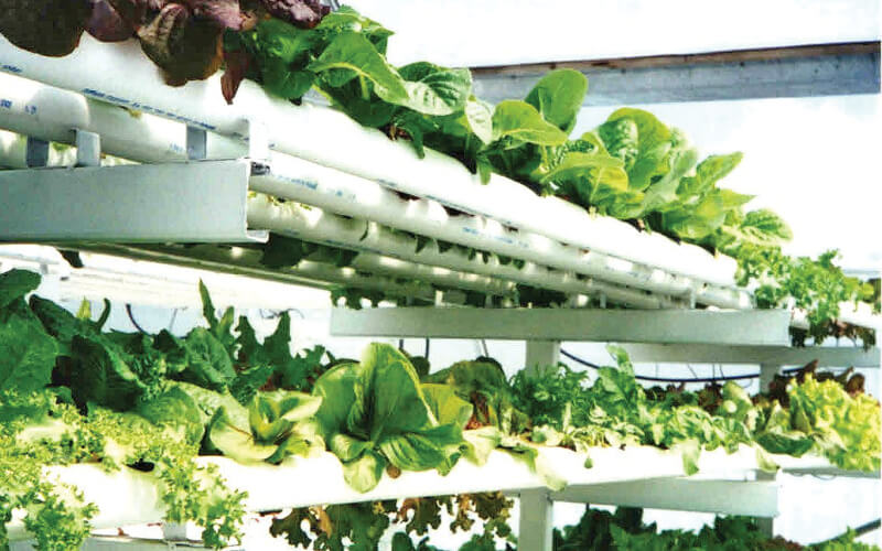 sistema NFT hidroponia