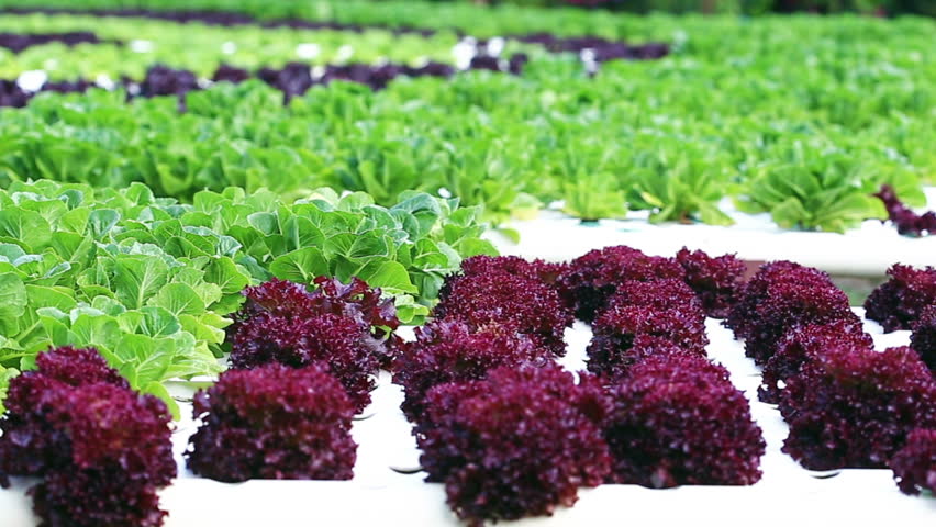Plantação hidropónica de alfaces verdes e roxas em linhas sobre substrato branco