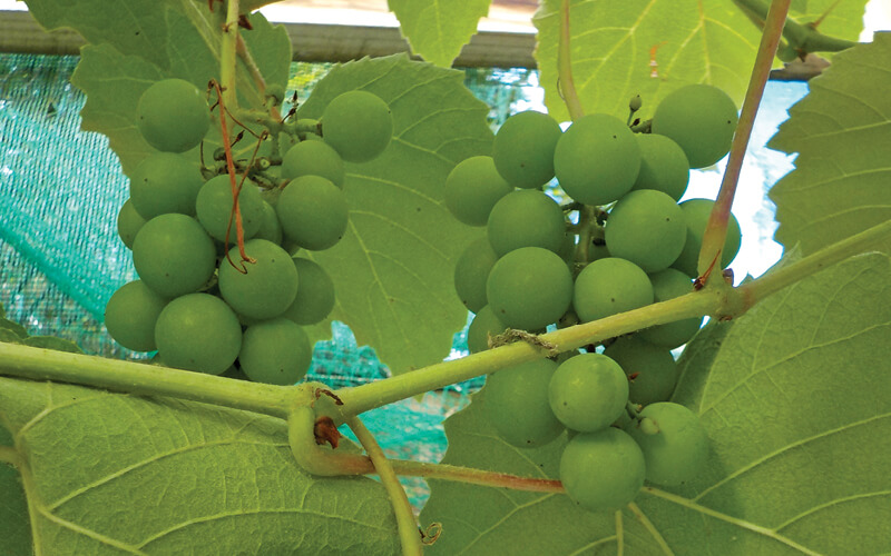 uvas hidroponia