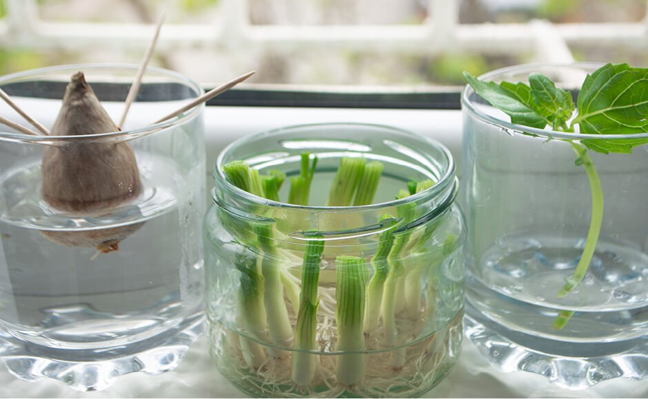 Três vasos transparentes com plantas e água numa superfície branca à frente de uma janela