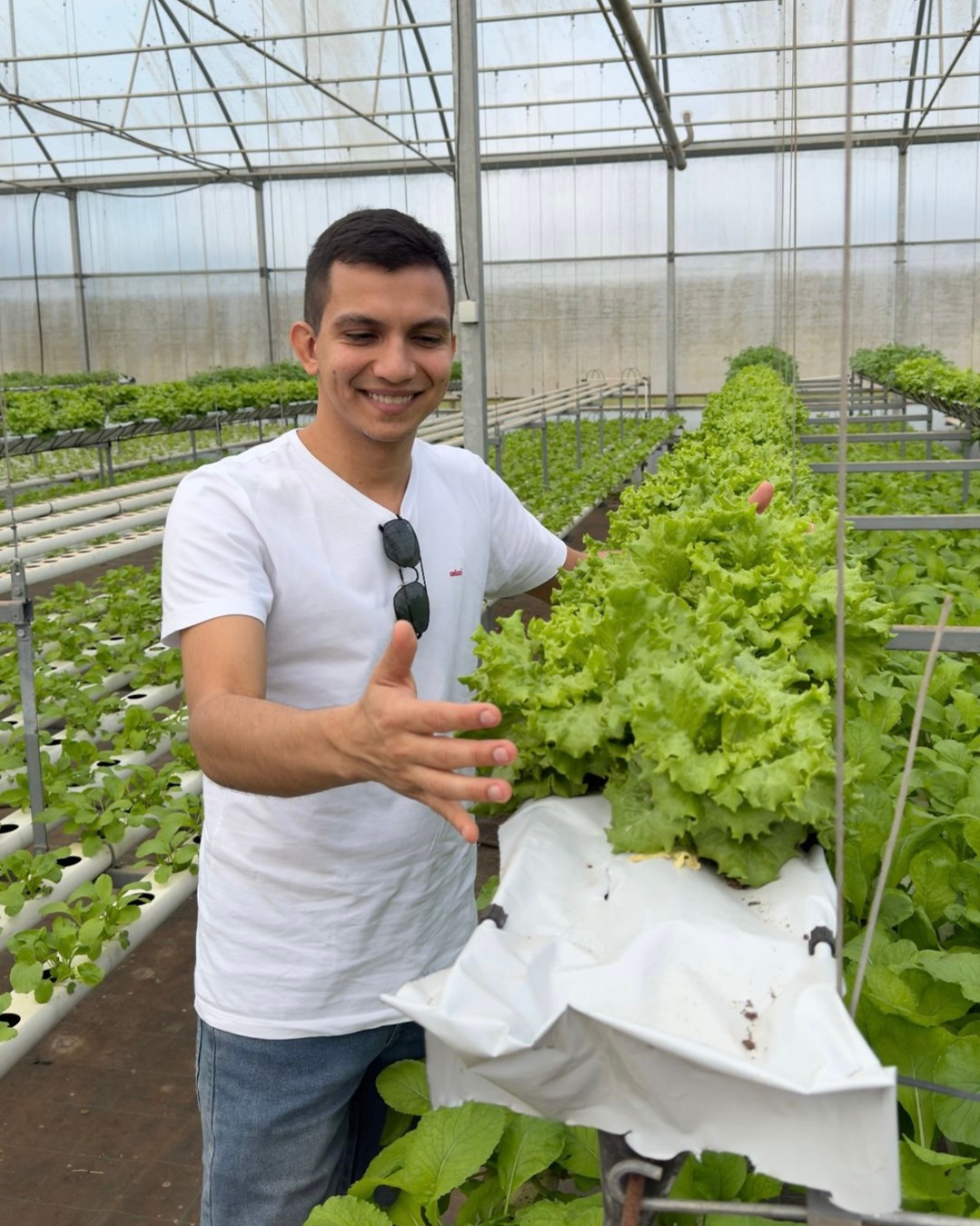 Workshop Hidroponia Teórico-Prático em Estufa - 18 Abril 2026 Pessoa com t-shirt branca a cuidar de alface verde numa estufa hidropónica