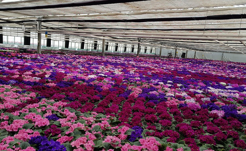 Estufa com flores coloridas organizadas em linhas sob teto em vidro branco