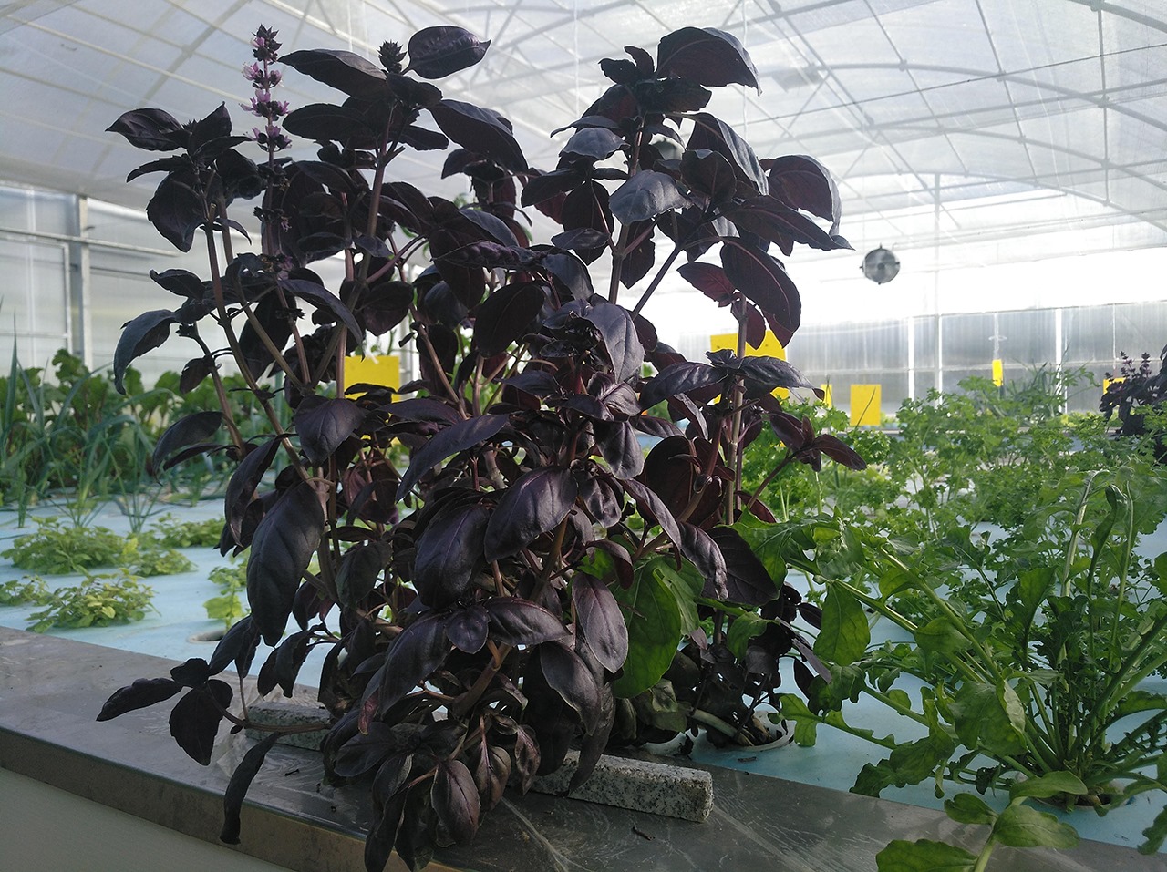 Estufa de Aquaponia Planta com folhas roxas escuras numa estufa com outras plantas verdes