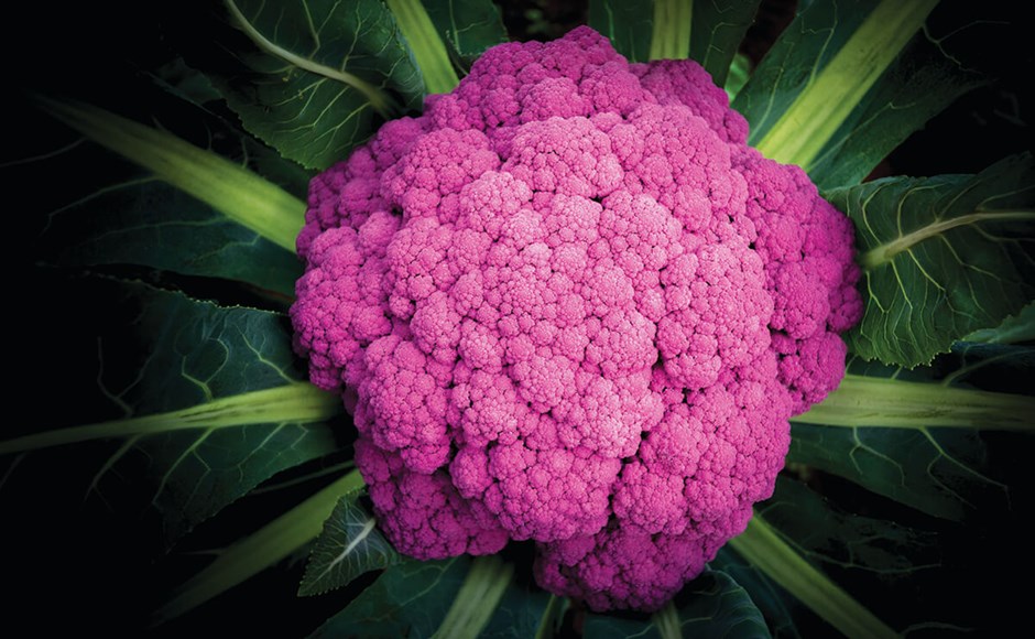 Couve-flor roxa com folhas verdes