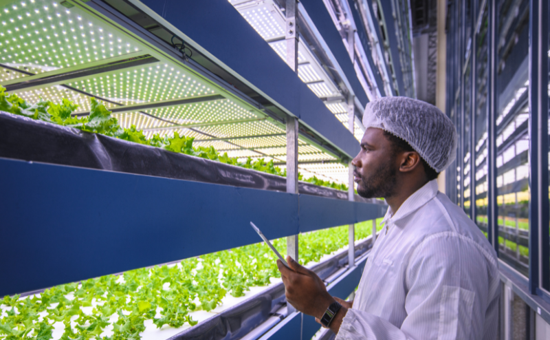 Homem a inspecionar plantas verdes em cultivo hidropónico interno iluminado com luz LED