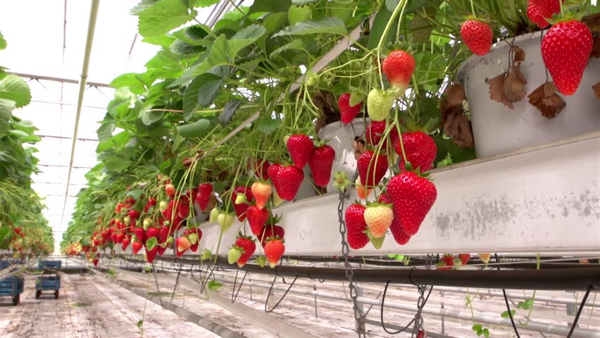 Plantas de morango hidropónicas com frutos vermelhos dentro de estufa