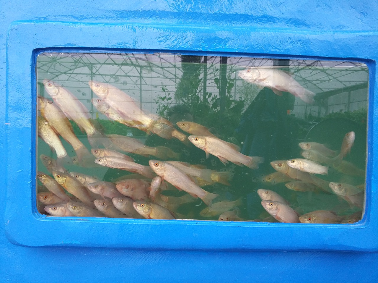 Estufa de Aquaponia peixes pequenos em tanque de vidro azul