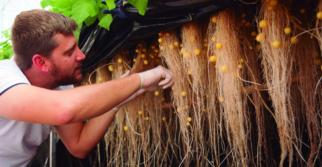 Homem a cuidar de plantas com raízes suspensas e bolas amarelas pequenas