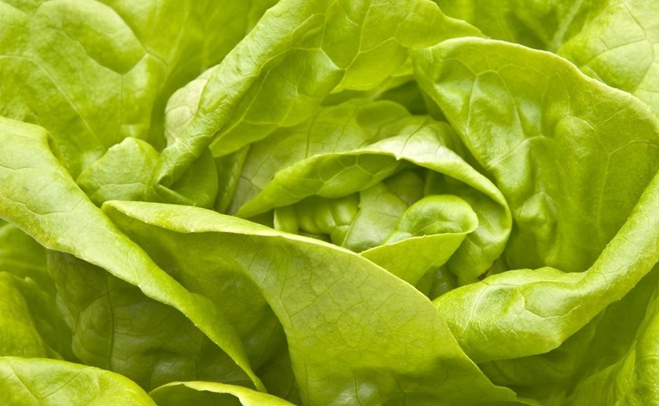 Close-up de uma couve verde fresca com folhas grandes e lisas