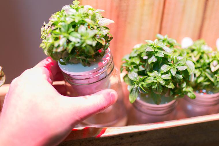 Mão segurando vaso metálico prateado com planta verde, outros vasos iguais ao lado sobre madeira
