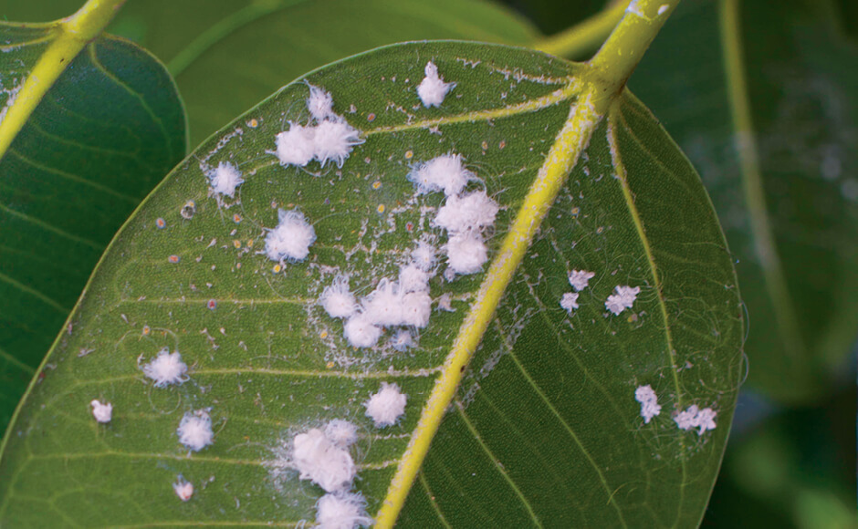 cochonilha hidroponia