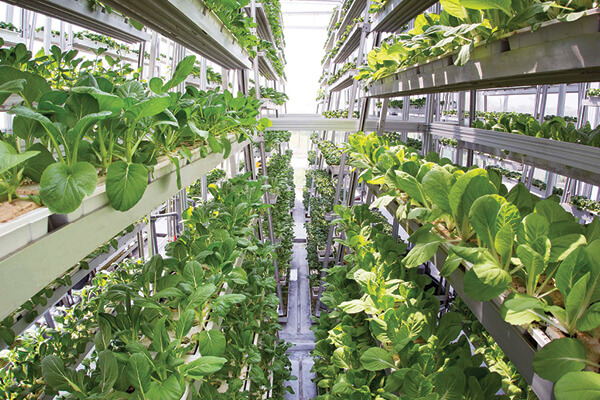 hortas verticais hidroponia