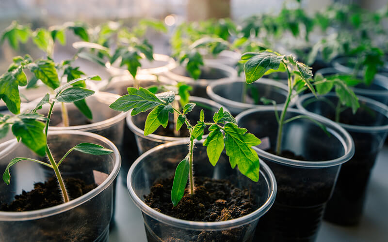 germinar sementes hidroponia