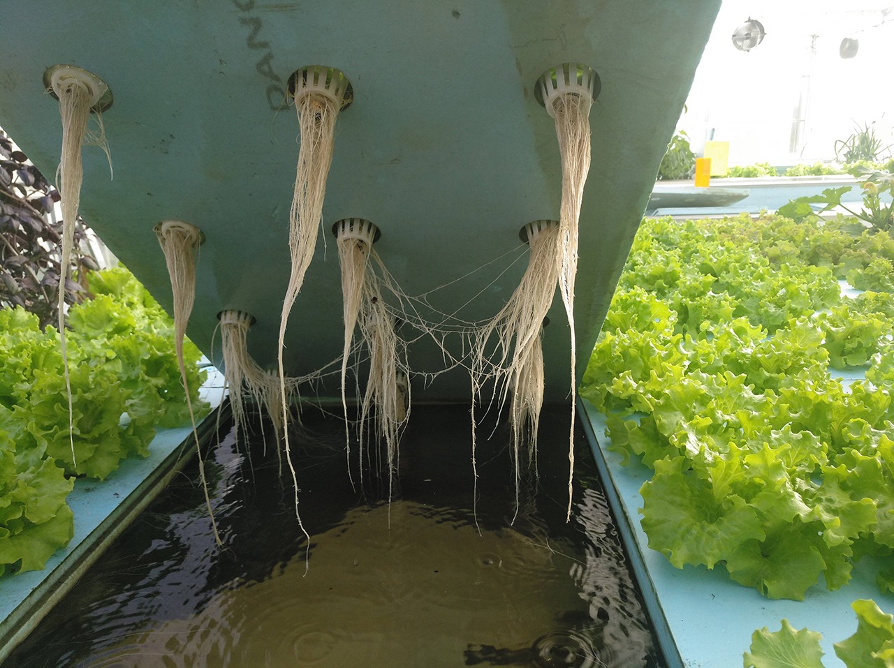 Estufa de Aquaponia Sistema hidropónico com alfaces e raízes suspensas