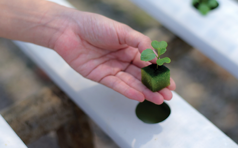 germinar hidroponia