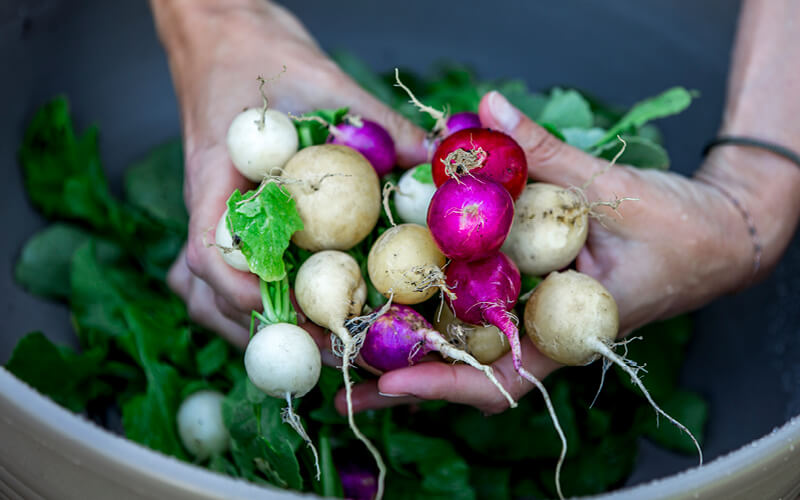 Plantas a n&atilde;o cultivar em hidroponia