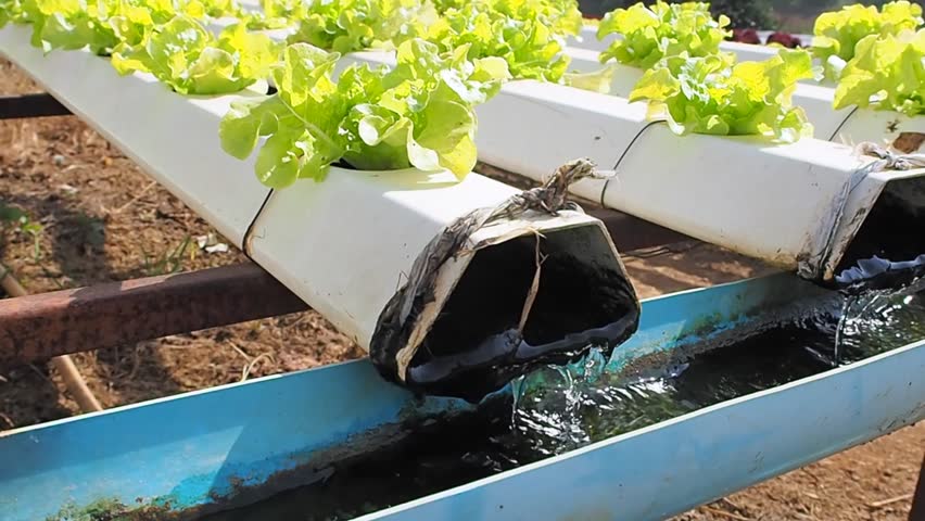 Plantas de alface em sistema hidropónico com tubos brancos e água a circular