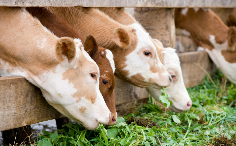 Quatro vacas a comer folhas verdes numa cerca de madeira com parede de pedra ao fundo