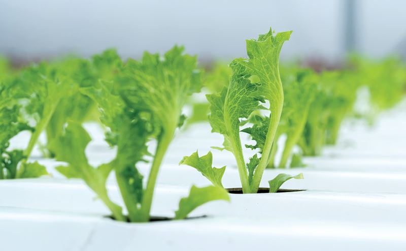 Plantas verdes de alface crescendo em sistema hidropónico branco.