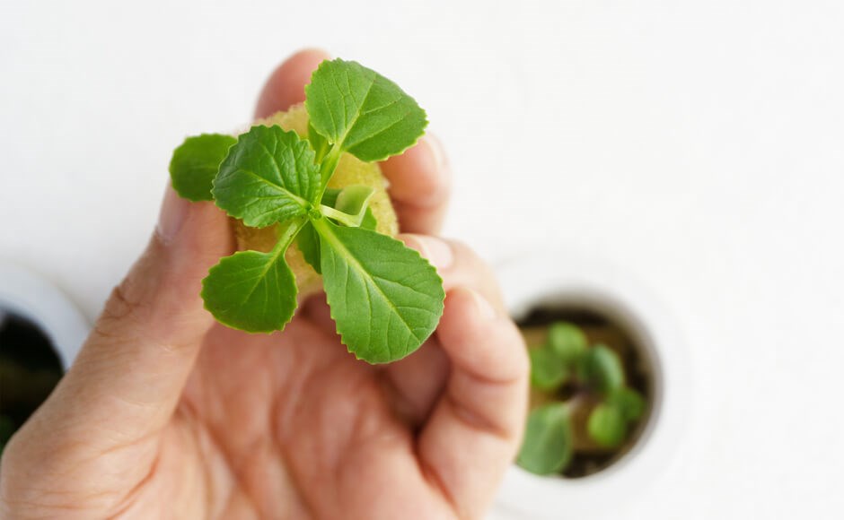 Mão segura planta verde com folhas arredondadas junto a vasos desfocados