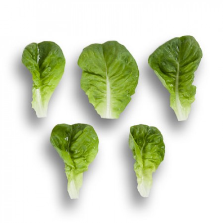 Alface Lisa Verde PASCAL Cinco folhas pequenas de alface com base branca e verde