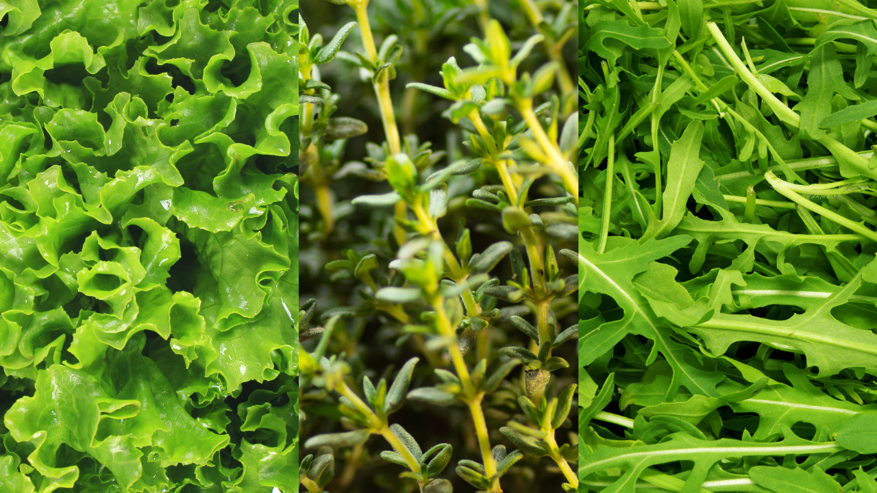 Três tipos de folhas verdes frescas: alface, tomilho e rúcula