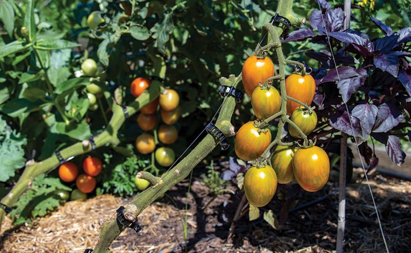Tomateiras ao ar livre com tomates verdes a amarelo anaranjado