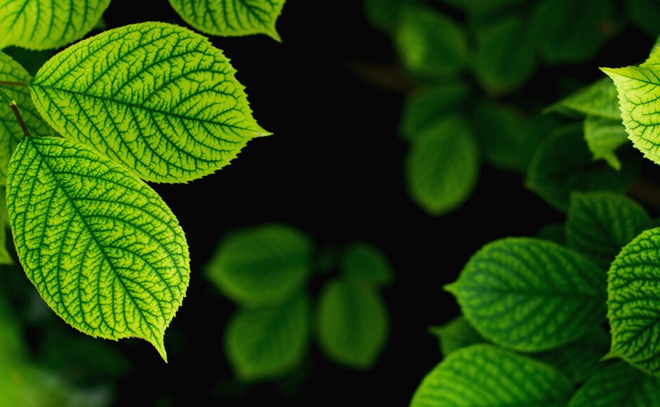 Folhas verdes com nervuras visíveis e fundo escuro