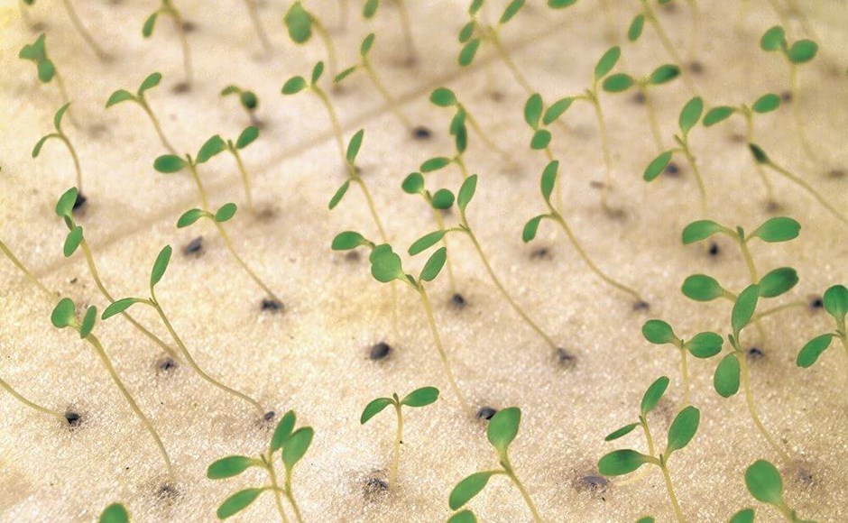 Plântulas verdes em substrato branco fofo