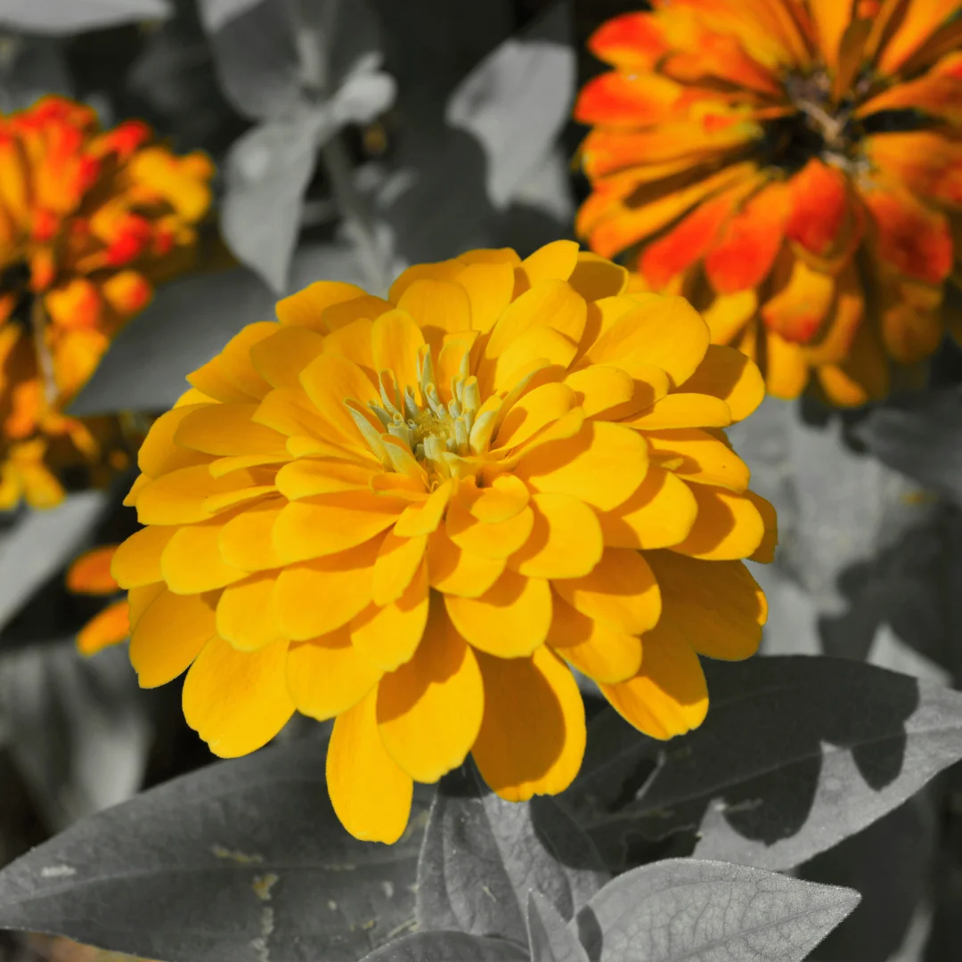 flores comest&iacute;veis em aeroponia