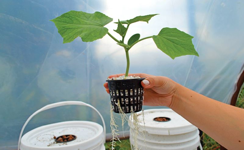 Mão segurando planta jovem em vaso preto com raízes visíveis